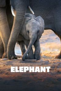 Nonton Elephant (2020) Sub Indo di Lk21 Poster