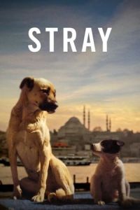 Nonton Stray (2020) Sub Indo di Lk21 Poster