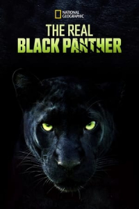 Nonton The Real Black Panther (2020) Sub Indo di Lk21 Poster