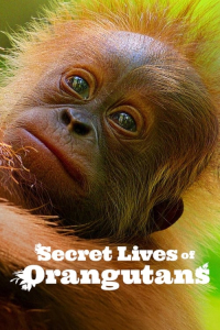 Nonton Secret Lives of Orangutans (2024) Sub Indo di Lk21 Poster